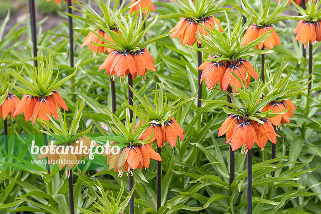 651279 - Fritillaire impériale (Fritillaria imperialis 'Aurora')