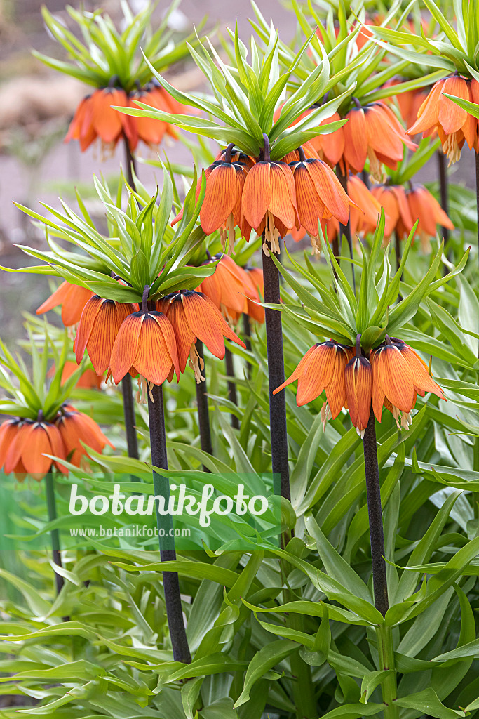 651281 - Fritillaire impériale (Fritillaria imperialis 'Aurora')