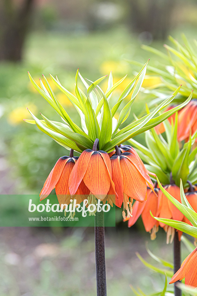 651282 - Fritillaire impériale (Fritillaria imperialis 'Aurora')