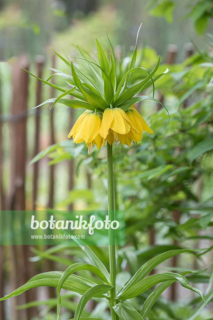 651284 - Fritillaire impériale (Fritillaria imperialis 'Lutea')