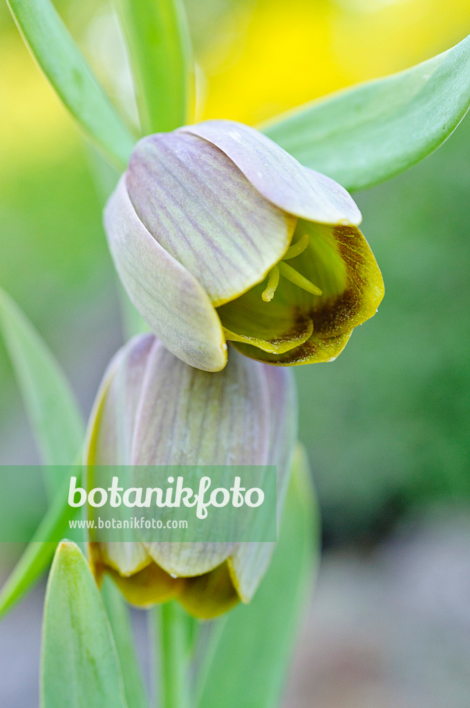 471245 - Fritillary (Fritillaria pontica)