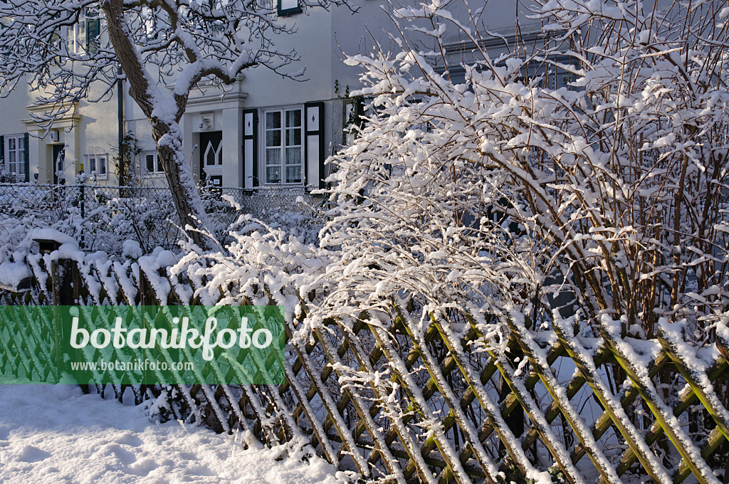 468005 - Front garden with snow-covered shrubs