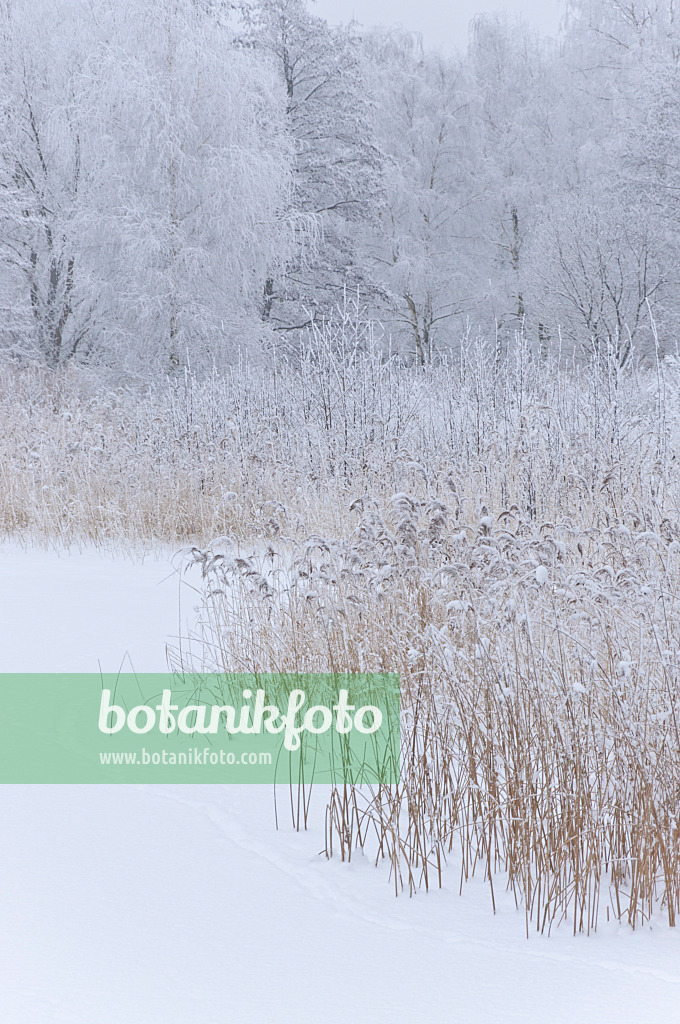 491080 - Frozen lake