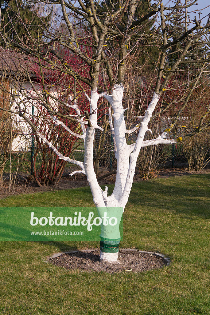 578029 - Fruit tree with lime paint in an allotment garden