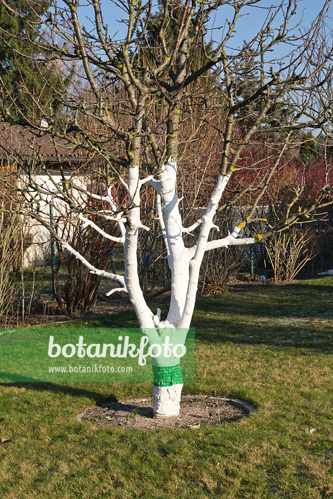 607270 - Fruit tree with lime paint in an allotment garden