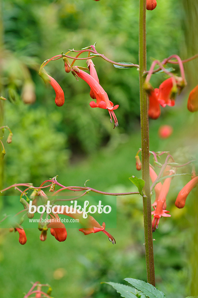 474164 - Fuchsia du Cap (Phygelius capensis)