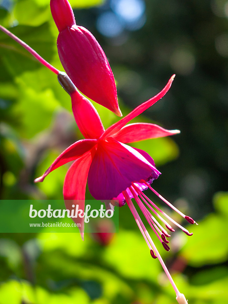 416042 - Fuchsia (Fuchsia)