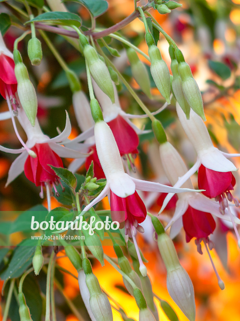 416047 - Fuchsia (Fuchsia)