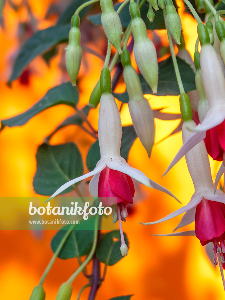 416048 - Fuchsia (Fuchsia)
