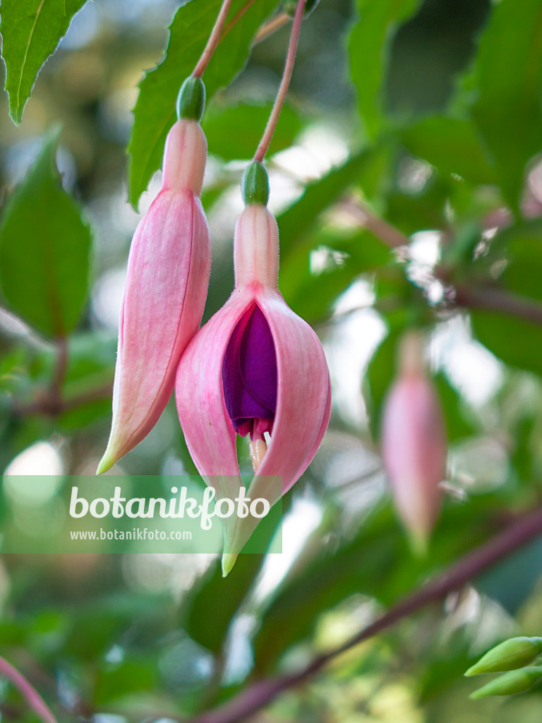 416050 - Fuchsia (Fuchsia)