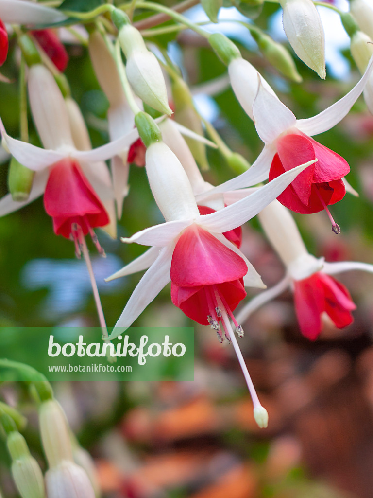 416051 - Fuchsia (Fuchsia)