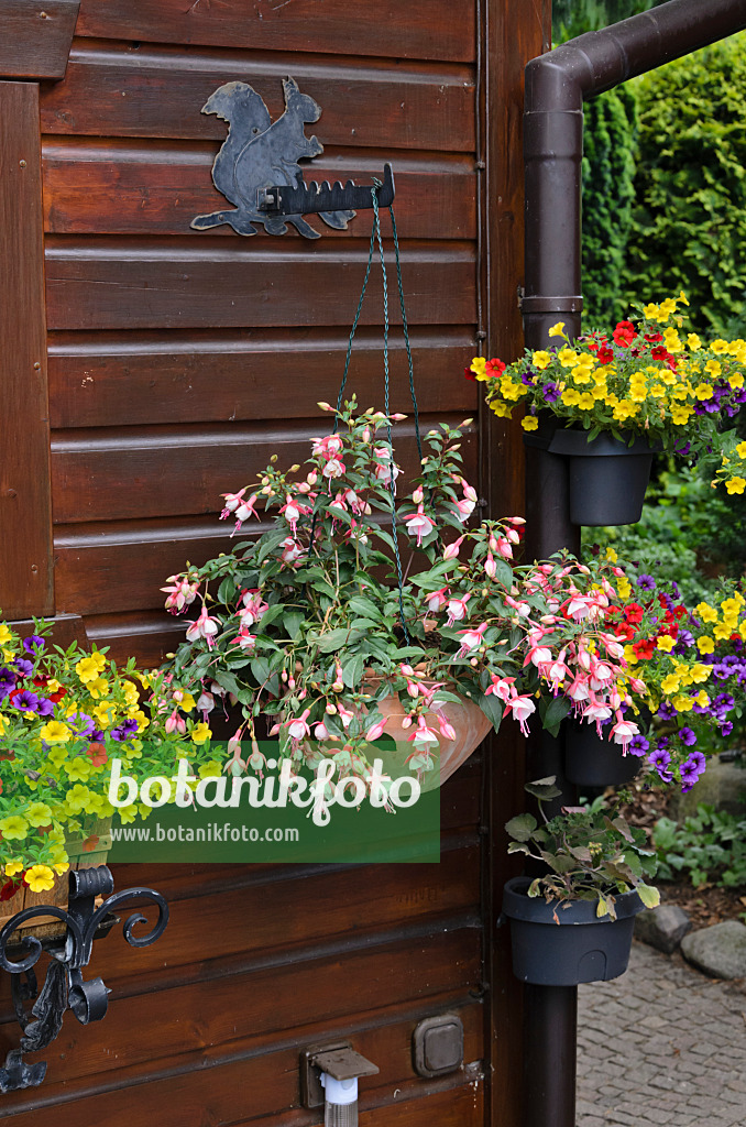 534067 - Fuchsia (Fuchsia) and Calibrachoa