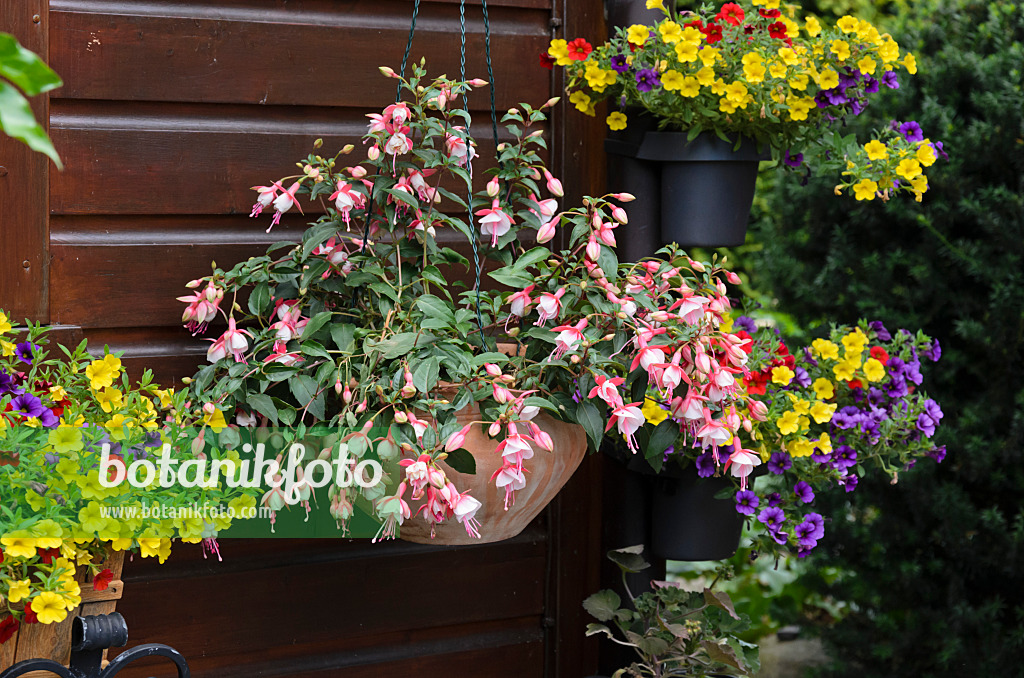 534068 - Fuchsia (Fuchsia) and Calibrachoa