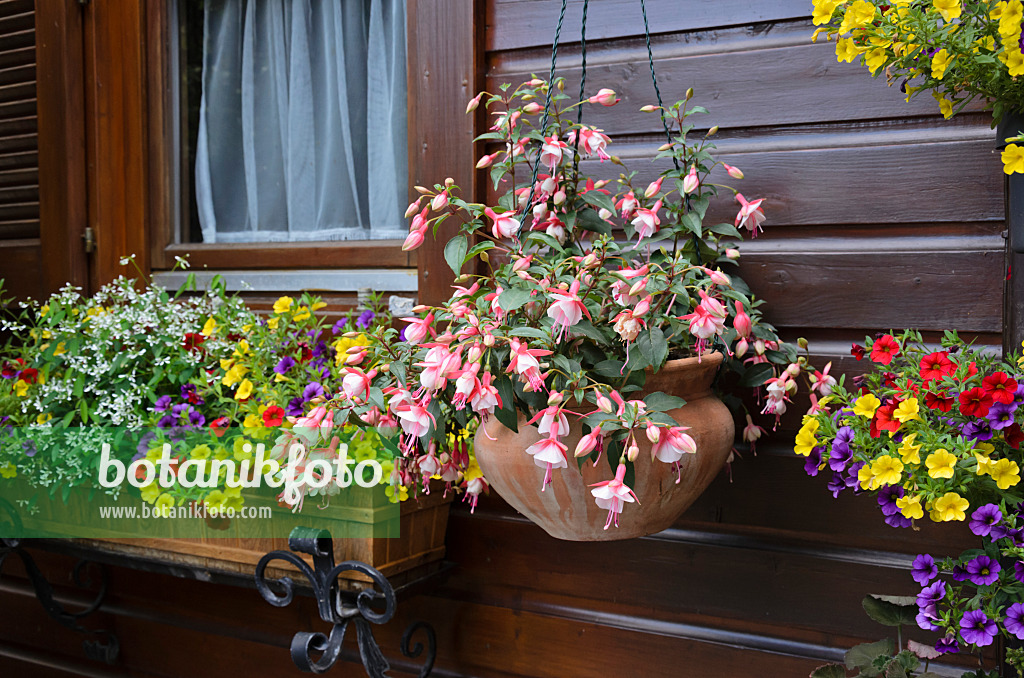 534070 - Fuchsia (Fuchsia) and Calibrachoa