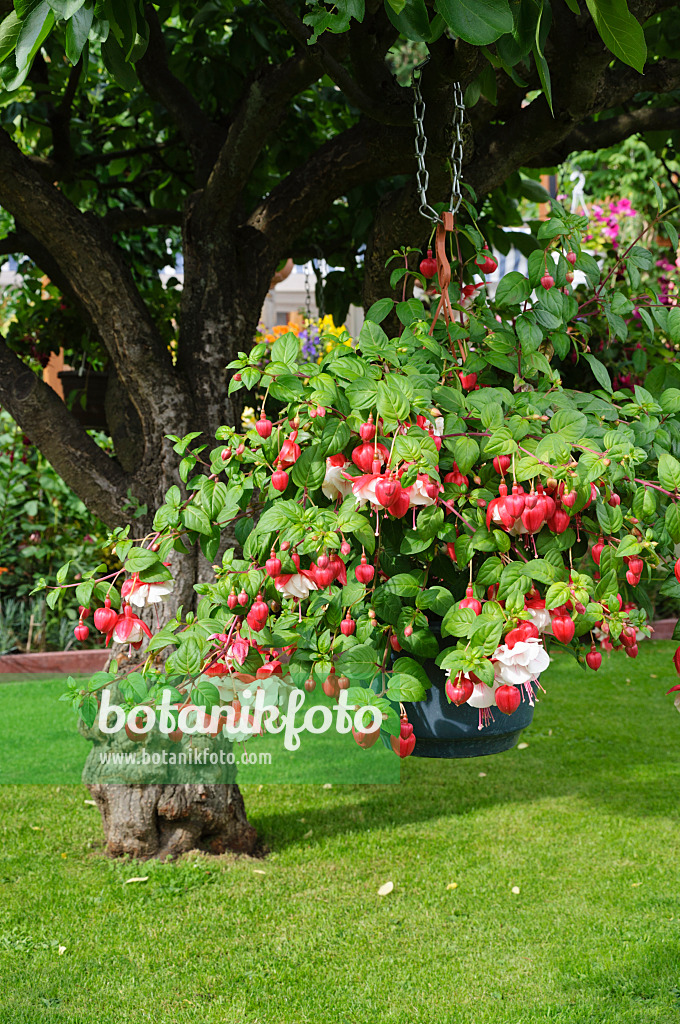 473194 - Fuchsia (Fuchsia) in a hanging basket