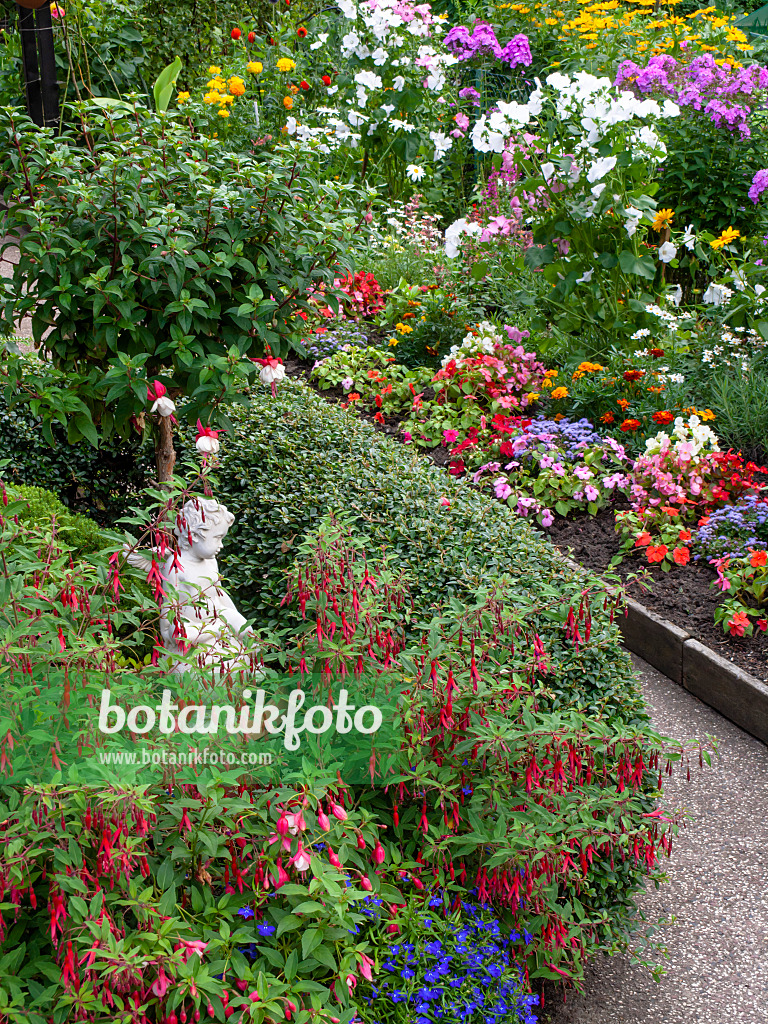 427251 - Fuchsia (Fuchsia) with annual summer flowers