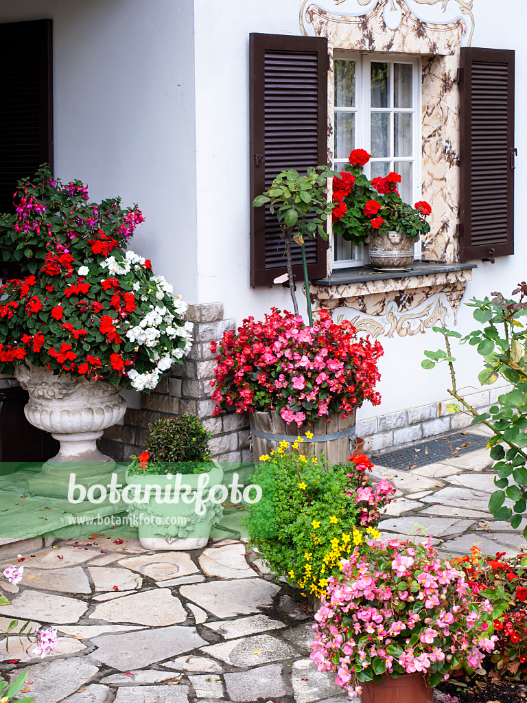 477135 - Fuchsias (Fuchsia), buzy Lizzies (Impatiens walleriana), begonias (Begonia tuberosa) and pelargoniums (Pelargonium)