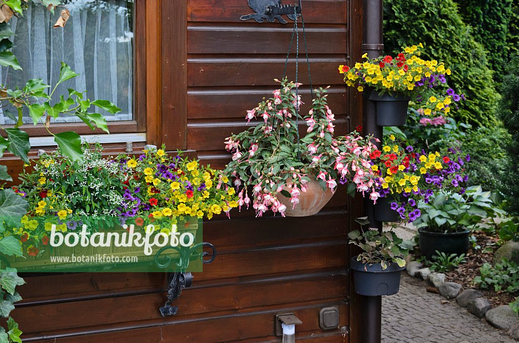534071 - Fuchsie (Fuchsia) und Zauberglöckchen (Calibrachoa)