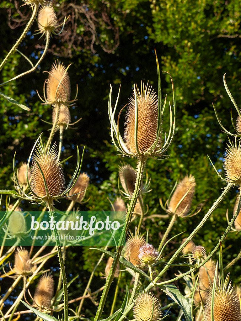 462205 - Fuller's teasel (Dipsacus sativus)