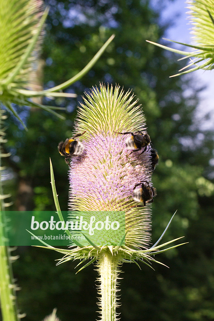 573015 - Fuller's teasel (Dipsacus sativus) and bumble bees (Bombus)