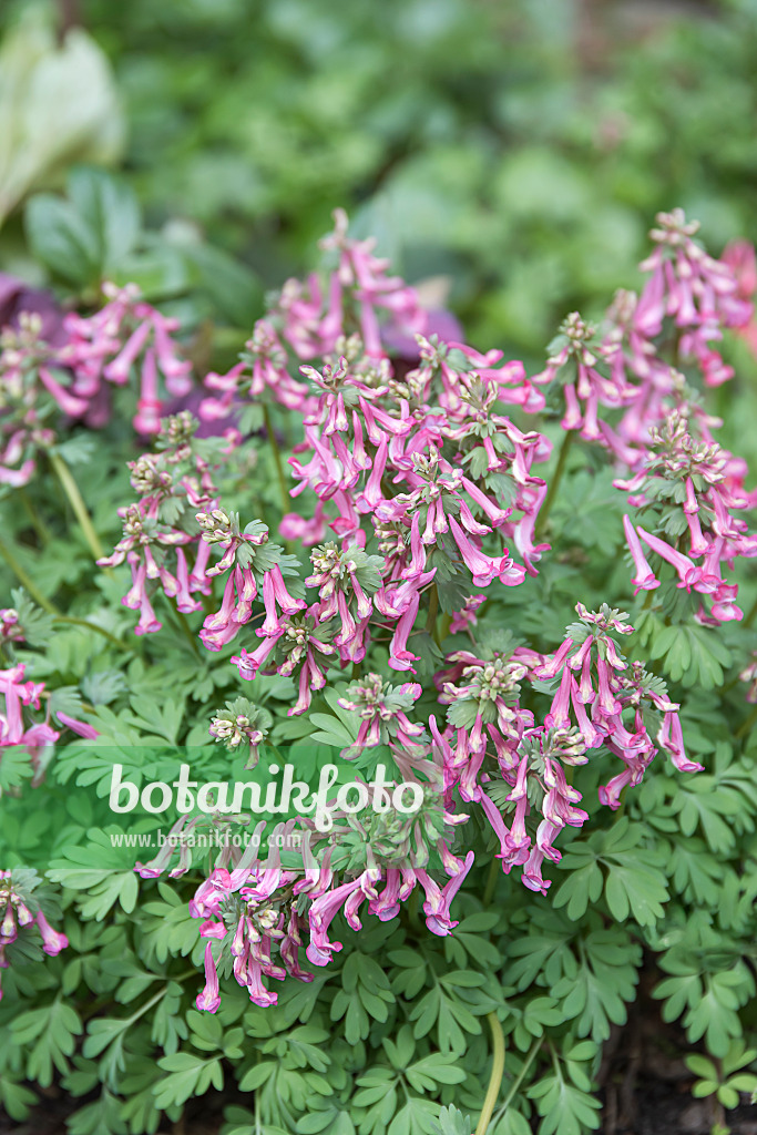 651195 - Fumewort (Corydalis solida)