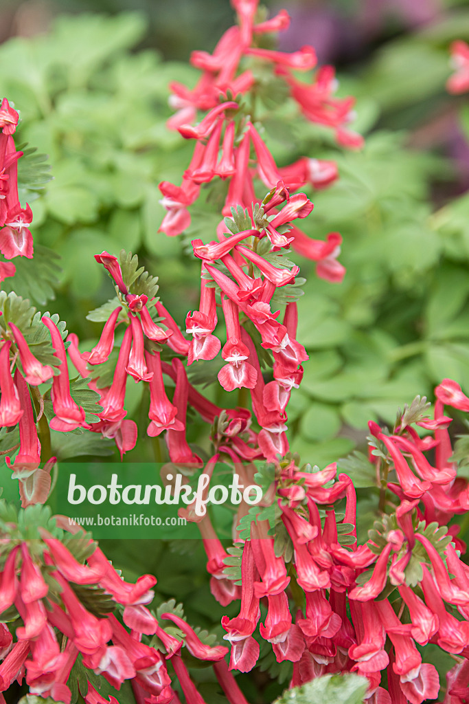 651190 - Fumewort (Corydalis solida 'GP Baker')