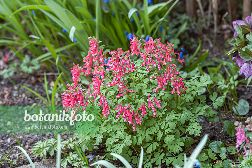651191 - Fumewort (Corydalis solida 'GP Baker')