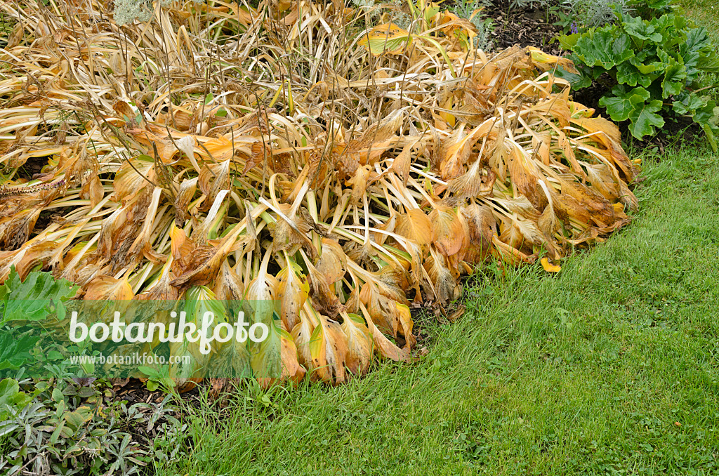549138 - Funkia (Hosta)