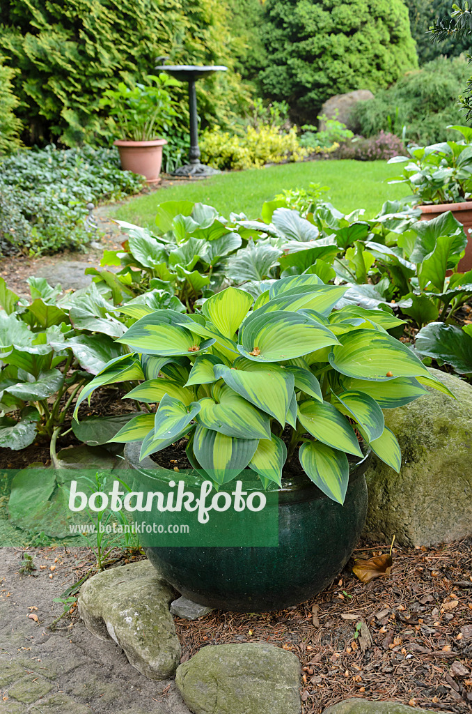 520141 - Funkia (Hosta) dans un bac à fleurs