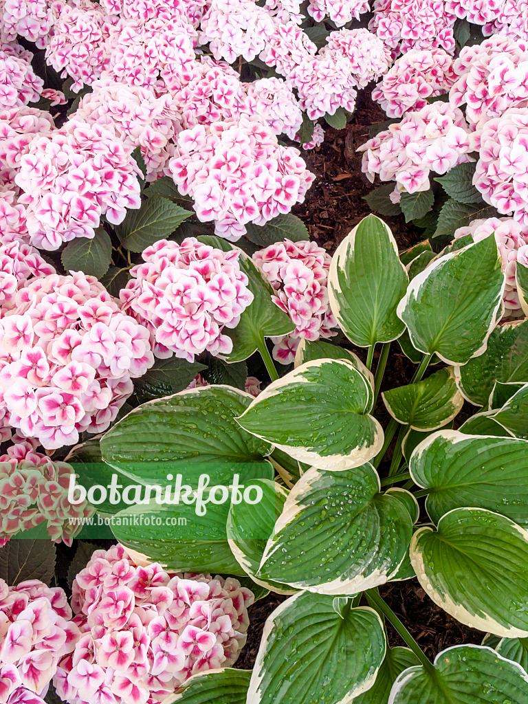 426028 - Funkia (Hosta) et hortensia à grandes feuilles (Hydrangea macrophylla 'Red Ace')