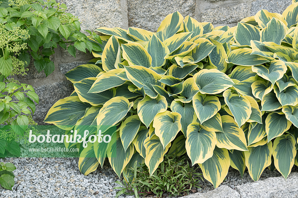 664188 - Funkia (Hosta First Frost)
