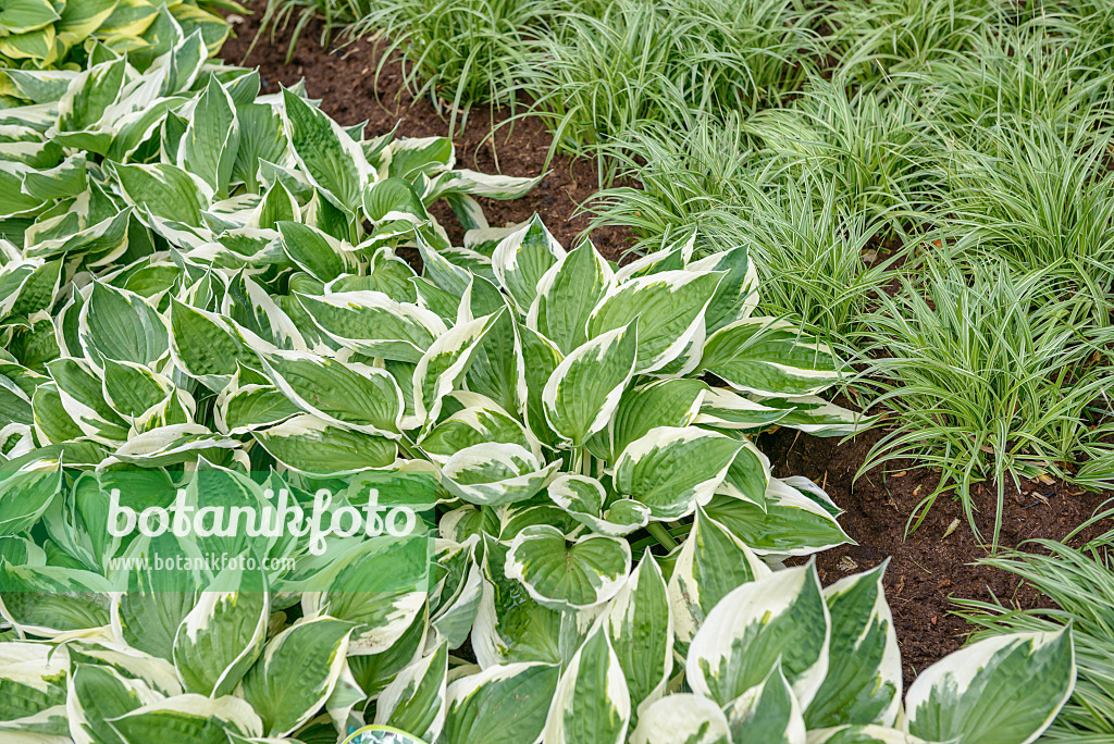 558114 - Funkia (Hosta Patriot)
