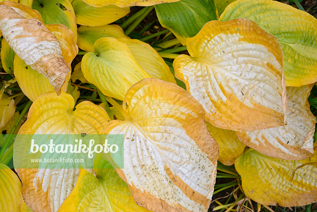 548121 - Funkia (Hosta Paul's Glory)