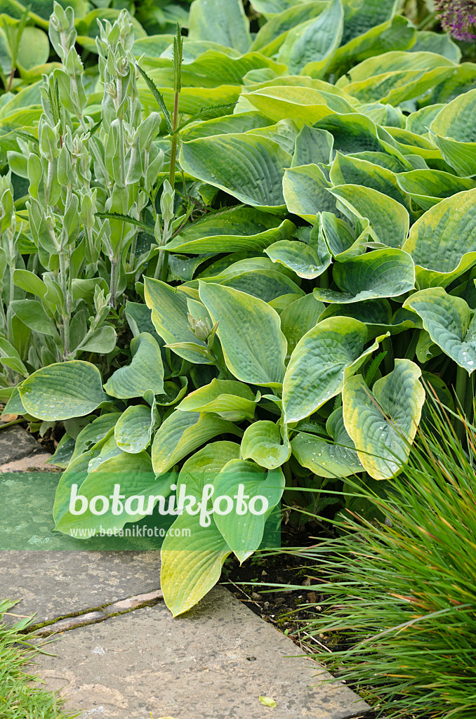 533482 - Funkia (Hosta sieboldiana 'Frances Williams')