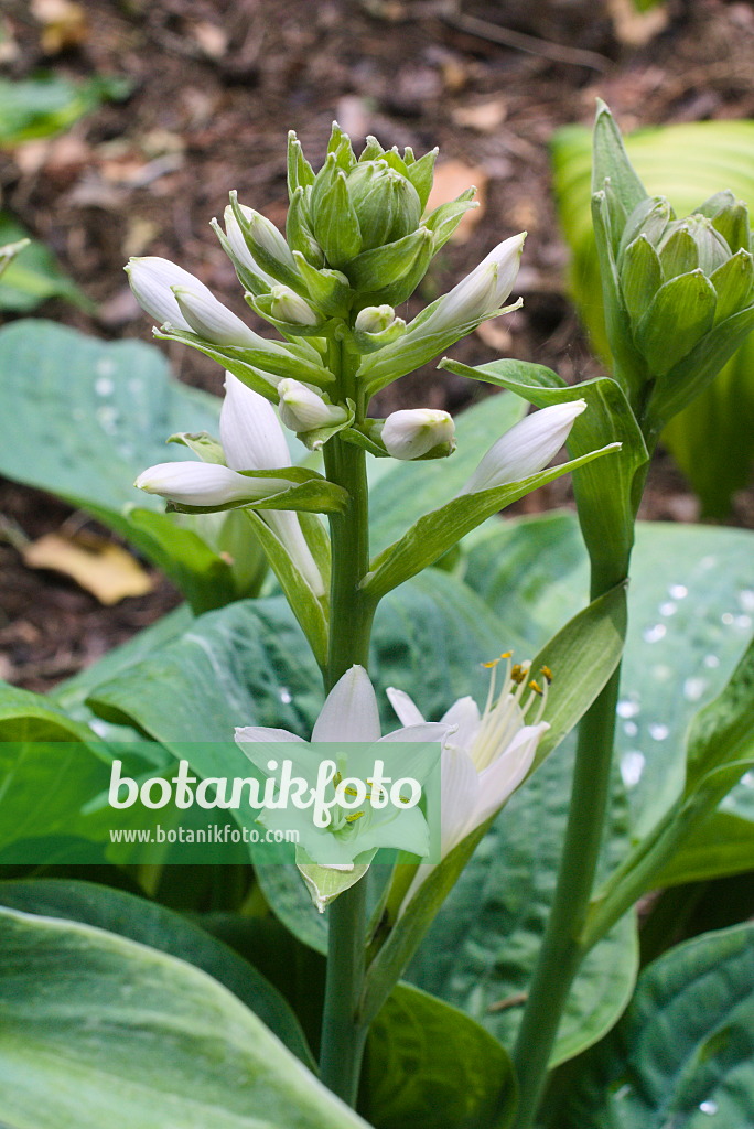 672086 - Funkia (Hosta Spilt Milk)