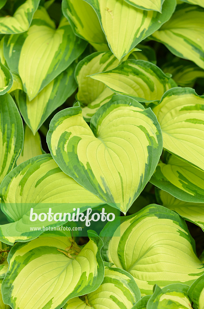533242 - Funkia (Hosta ventricosa 'Aureomaculata')