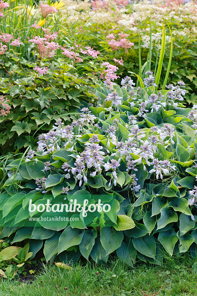 486206 - Funkia (Hosta x tardiana)