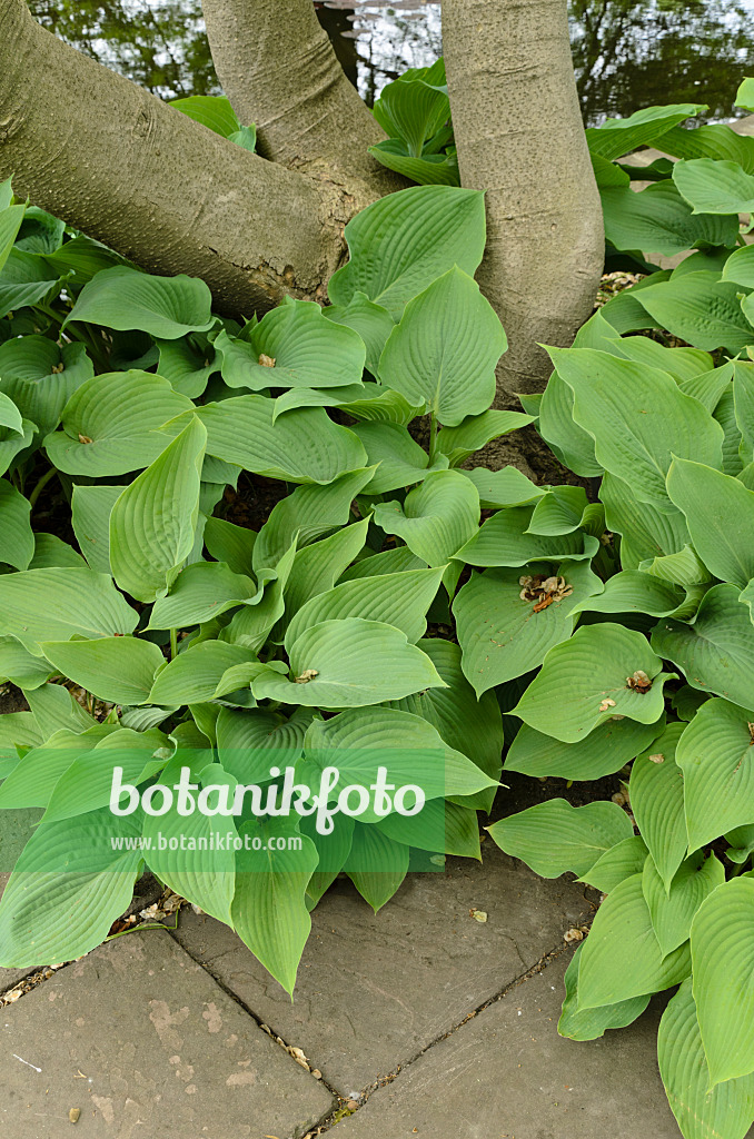 496069 - Funkias (Hosta)