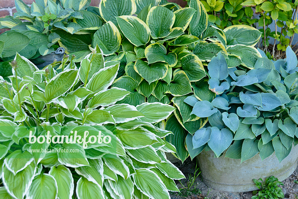 558264 - Funkias (Hosta)