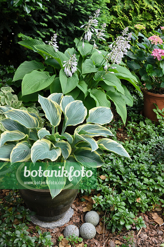 534047 - Funkias (Hosta) dans des bacs à fleurs