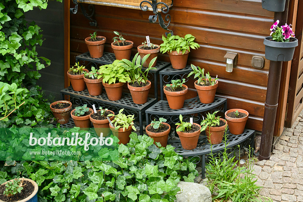 556075 - Funkias (Hosta) dans des pot de fleurs sur une étagère