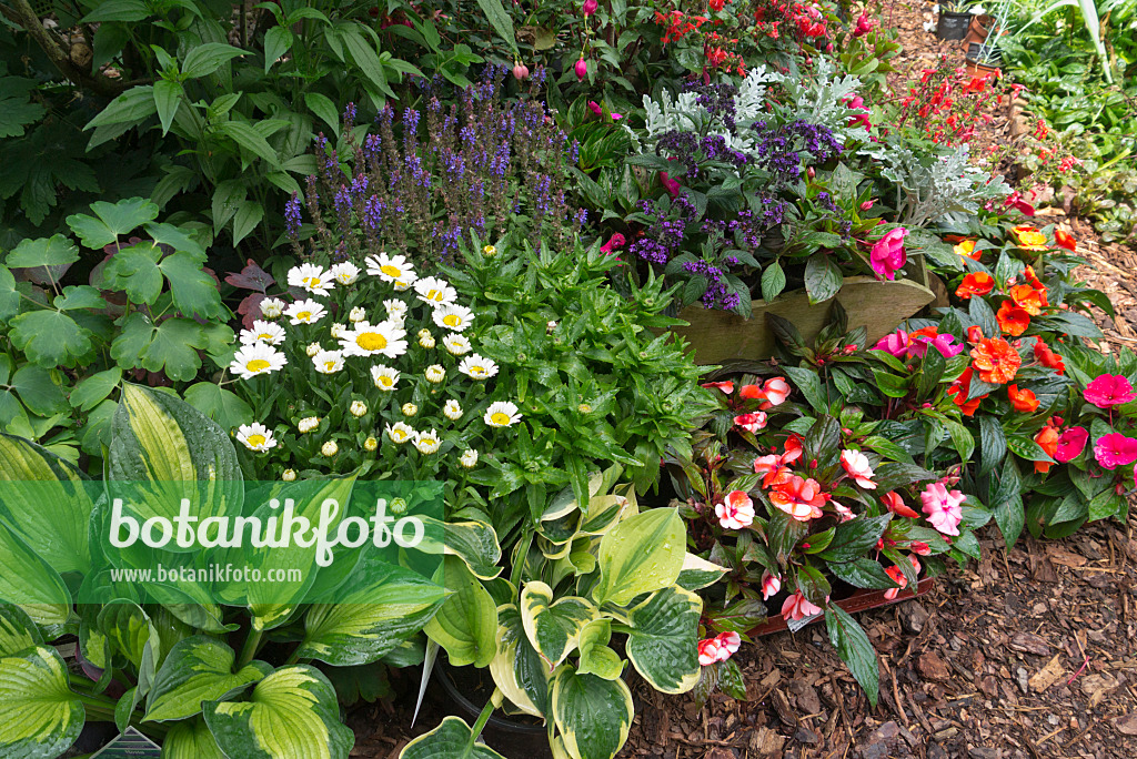 534242 - Funkias (Hosta), marguerites (Leucanthemum), héliotrope (Heliotropium arborescens) et balsamine (Impatiens walleriana)