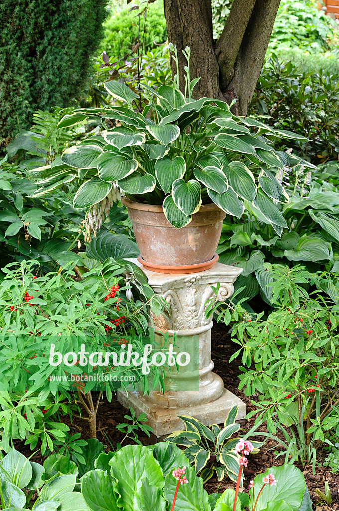 474089 - Funkie (Hosta) auf einer Steinsäule
