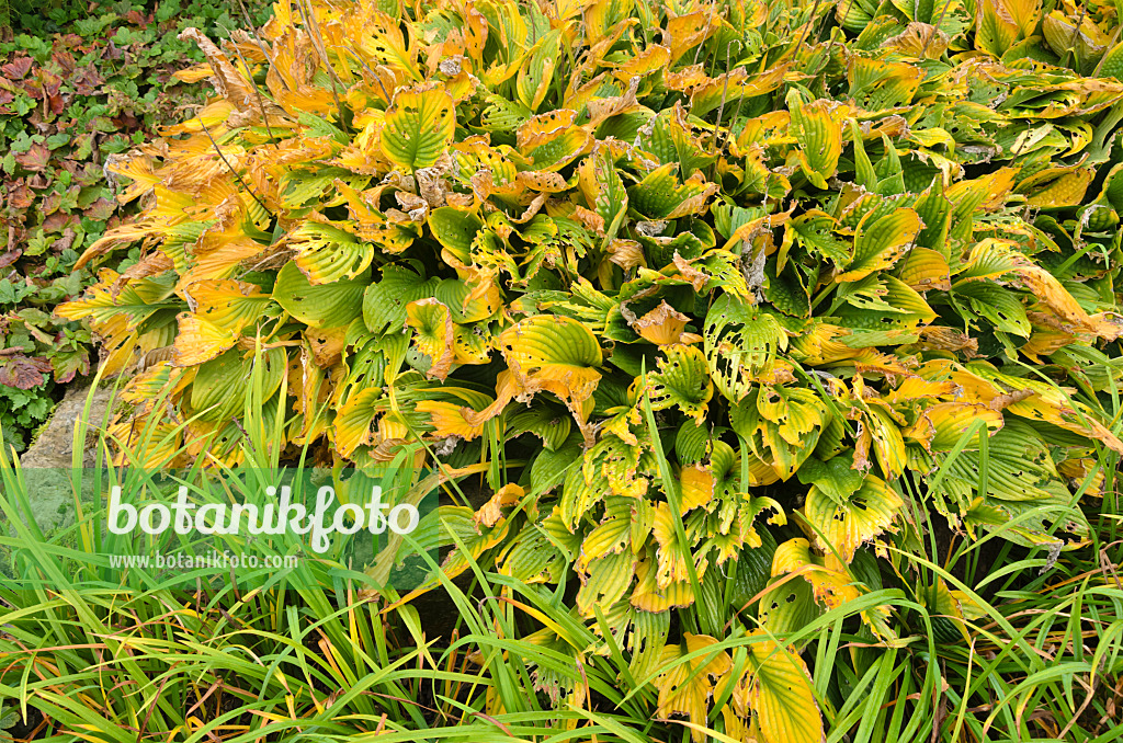 549067 - Funkie (Hosta) mit Fraßspuren