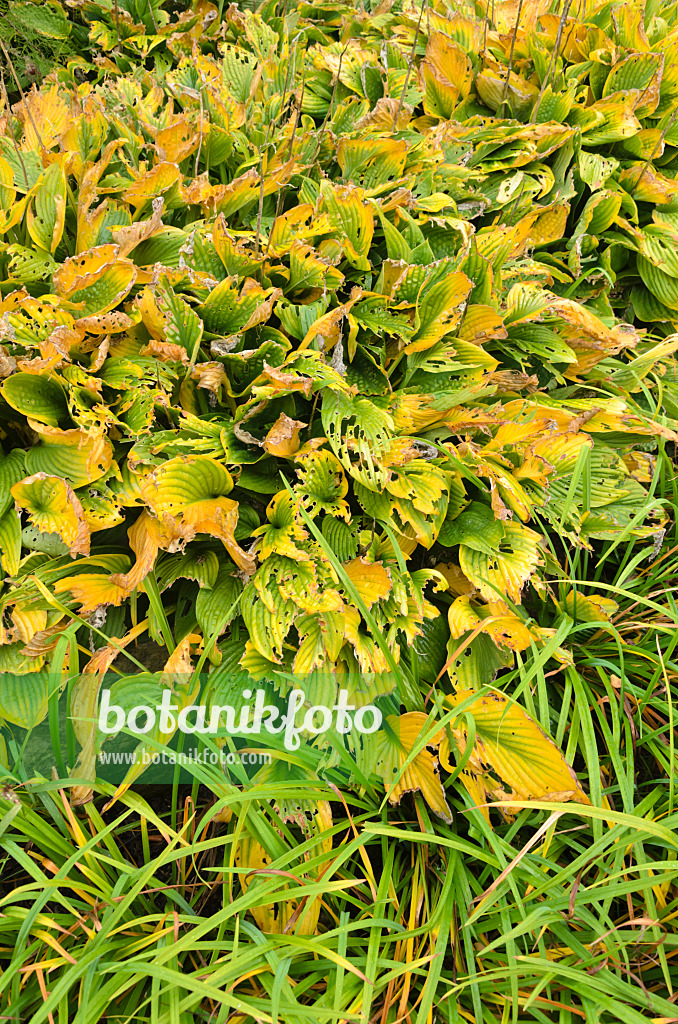 549068 - Funkie (Hosta) mit Fraßspuren