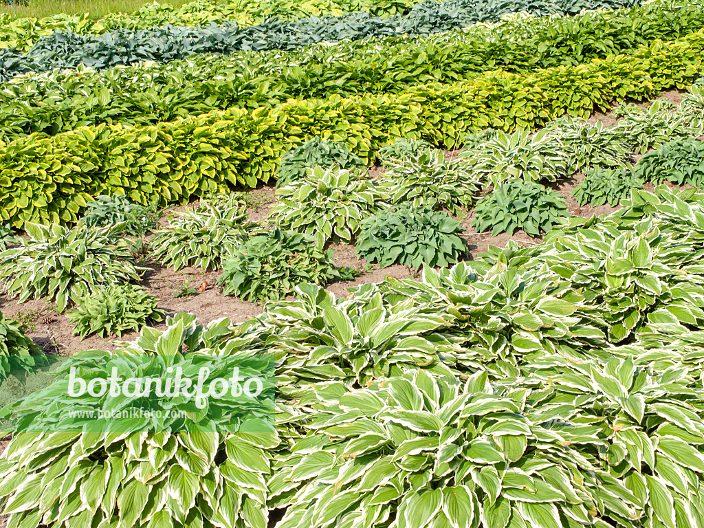 485152 - Funkien (Hosta)