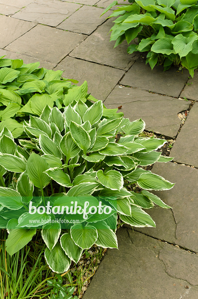 496070 - Funkien (Hosta)