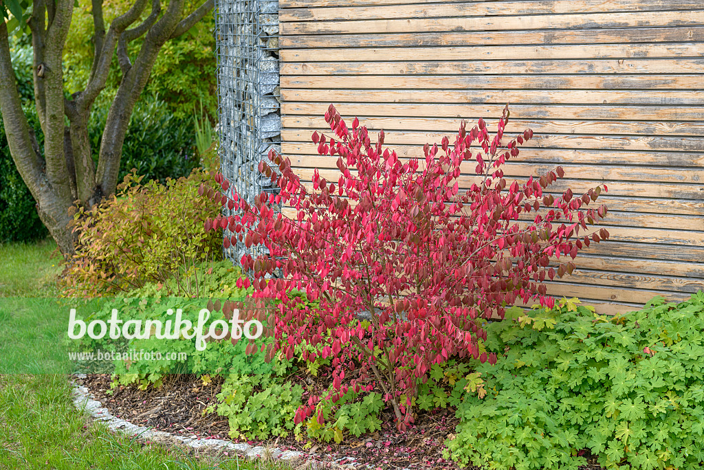 575095 - Fusain ailé (Euonymus alatus 'Compactus')