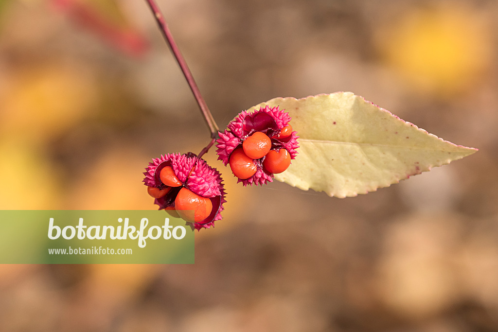 638097 - Fusain d'Amerique (Euonymus americanus)