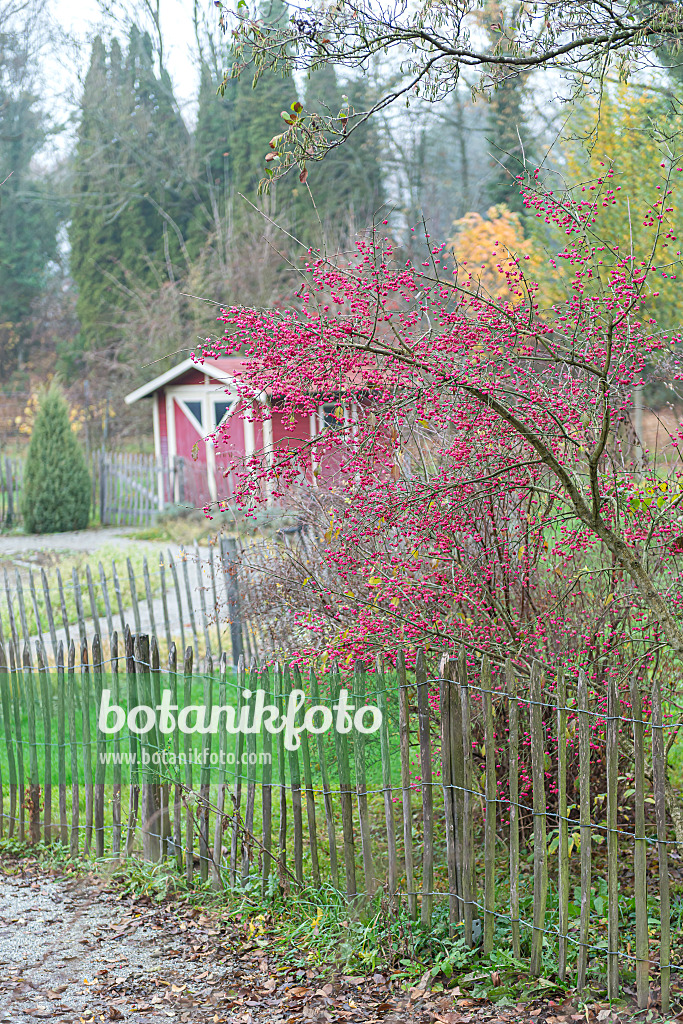 616215 - Fusain d'Europe (Euonymus europaeus)
